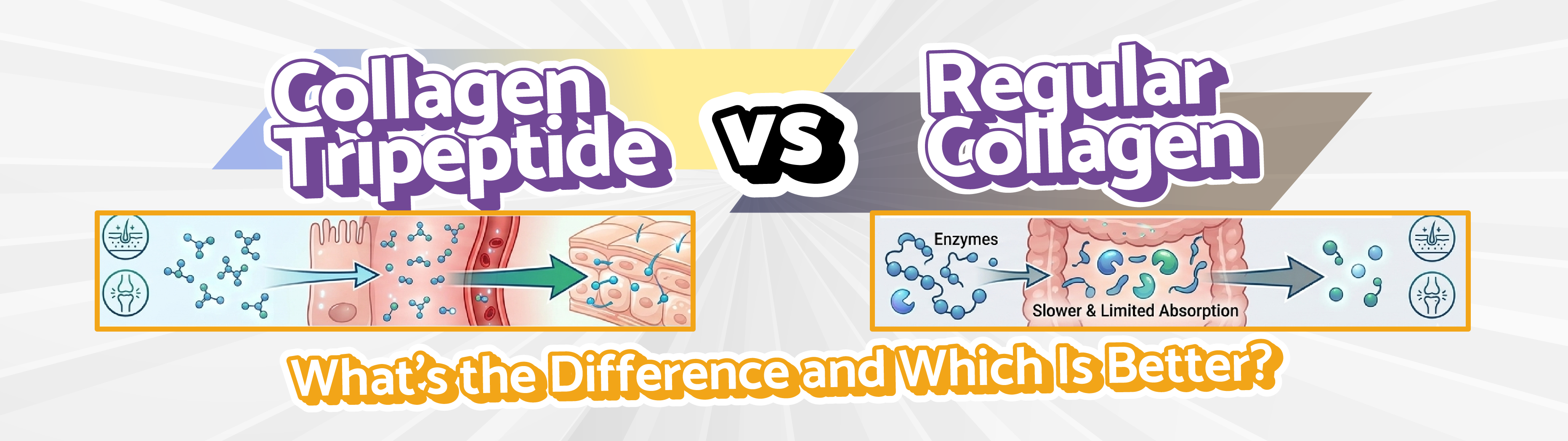 Collagen Tripeptide vs Regular Collagen: What’s the Difference and Which Is Better?